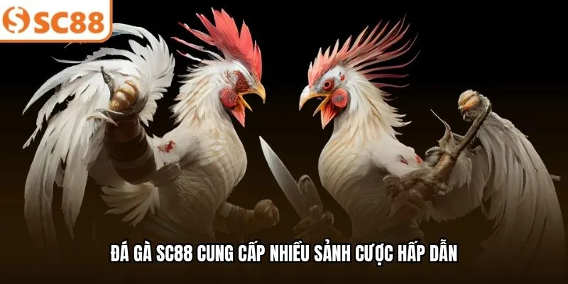 Đá gà SC88 cung cấp nhiều sảnh cược hấp dẫn