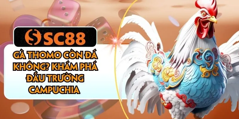 Gà Thomo Còn Đá Không? Khám Phá Đấu Trường Campuchia 