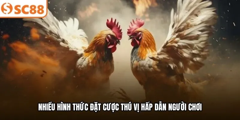 Nhiều hình thức đặt cược thú vị hấp dẫn người chơi