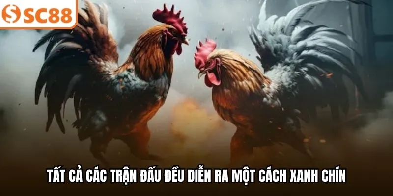 Tất cả các trận đấu đều diễn ra một cách xanh chín